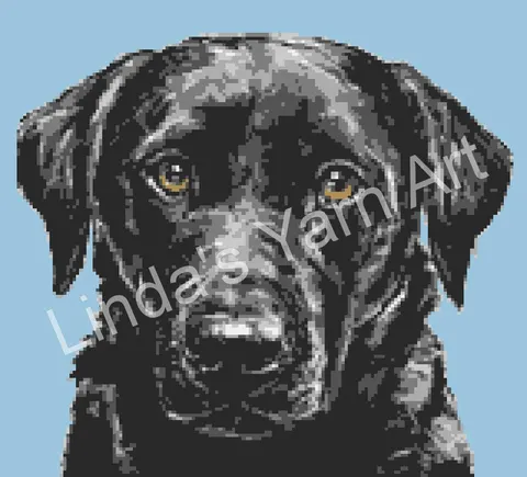 Black Lab
