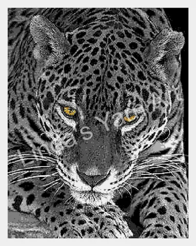 Leopard Gold Eyes