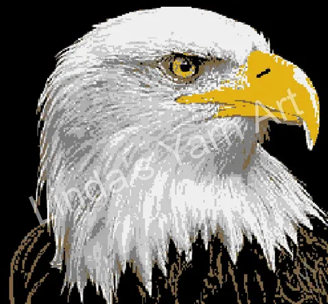 Bald Eagle Portrait