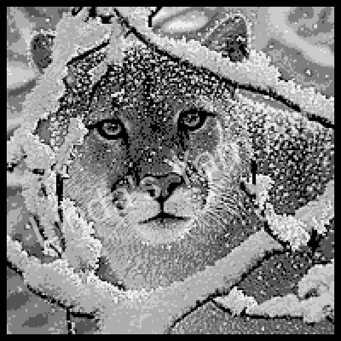 Cougar in Snow