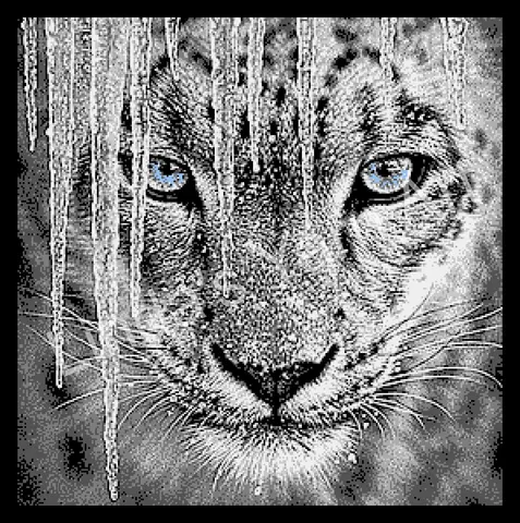 Leopard and Icicles